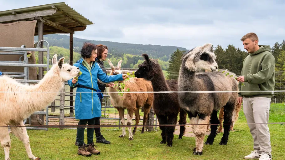 People feeding alpacas in a rural setting.
