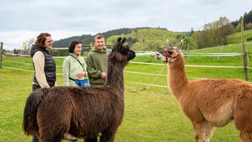 People standing with llamas in field.