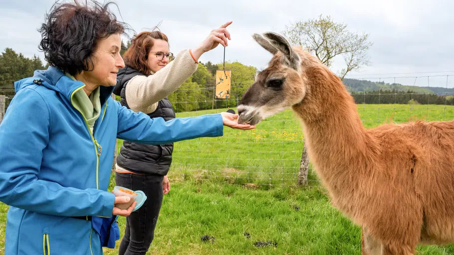 Two women feed a llama in a grassy field.