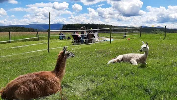 Two llamas resting in a grassy field.