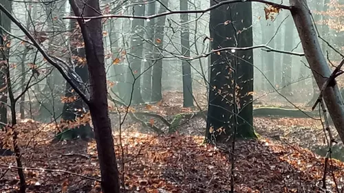 Sonnenlicht durch schattigen Wald filtriert.