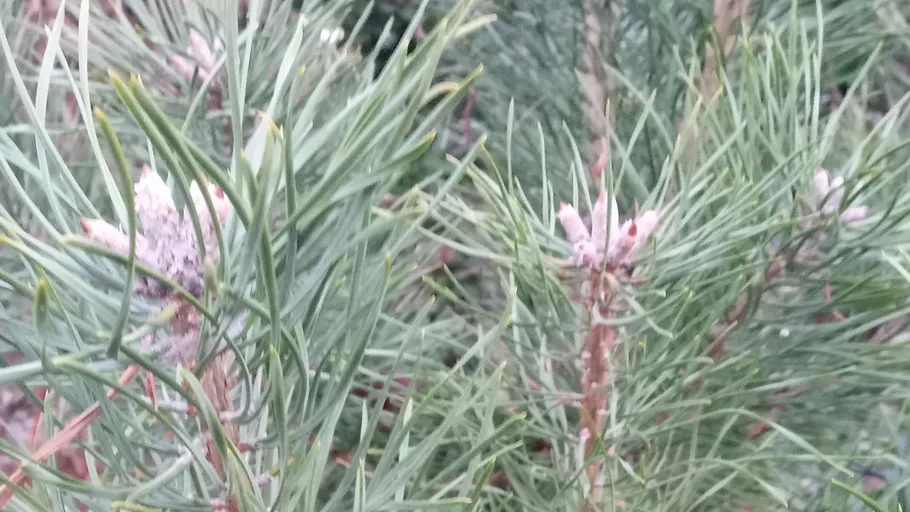 Kieferzweige mit kleinen Zapfen im Wald.