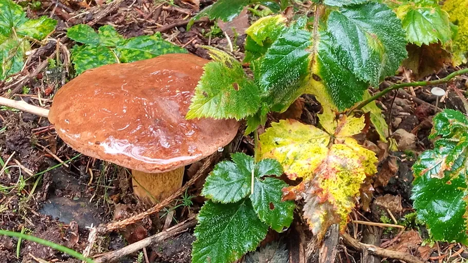 Mushroom growing under wet forest foliage.
