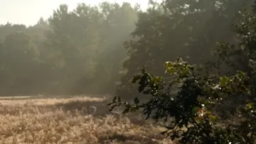 Sonnenlicht beleuchtet Gras und Bäume.