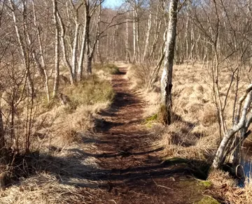Waldweg gesäumt von kahlen Bäumen.