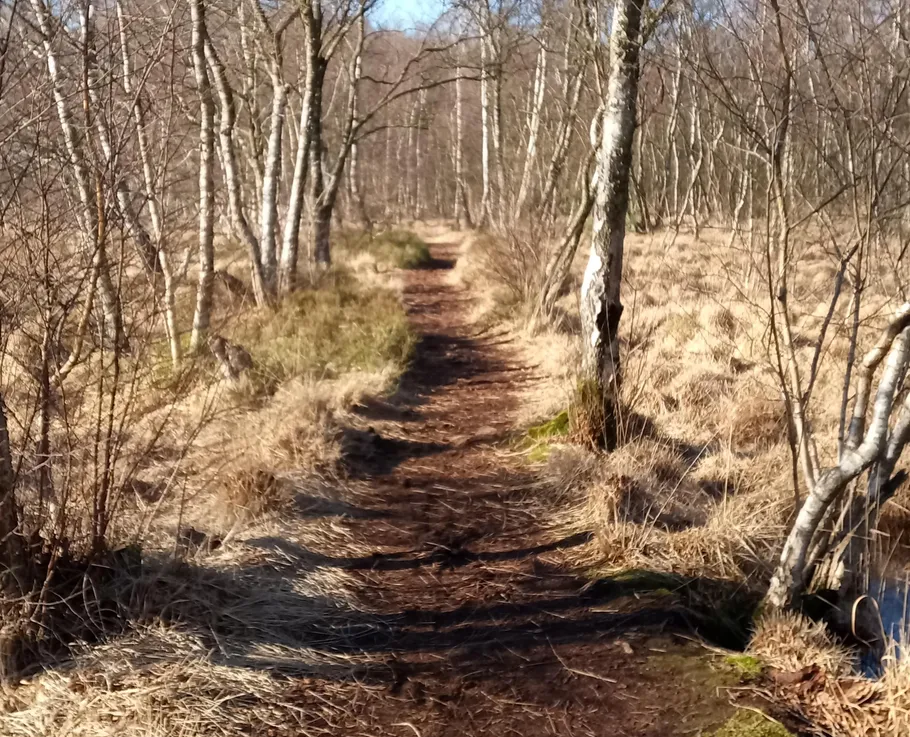 Forest path lined with bare trees.