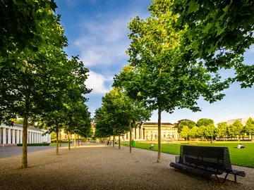 Bäume stehen entlang eines Gehwegs in einem Park.