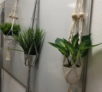Hängende Pflanzen in Makramee-Halterungen an Wand.