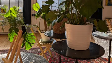 Zimmerpflanzen auf Tischen in sonnigem Raum.