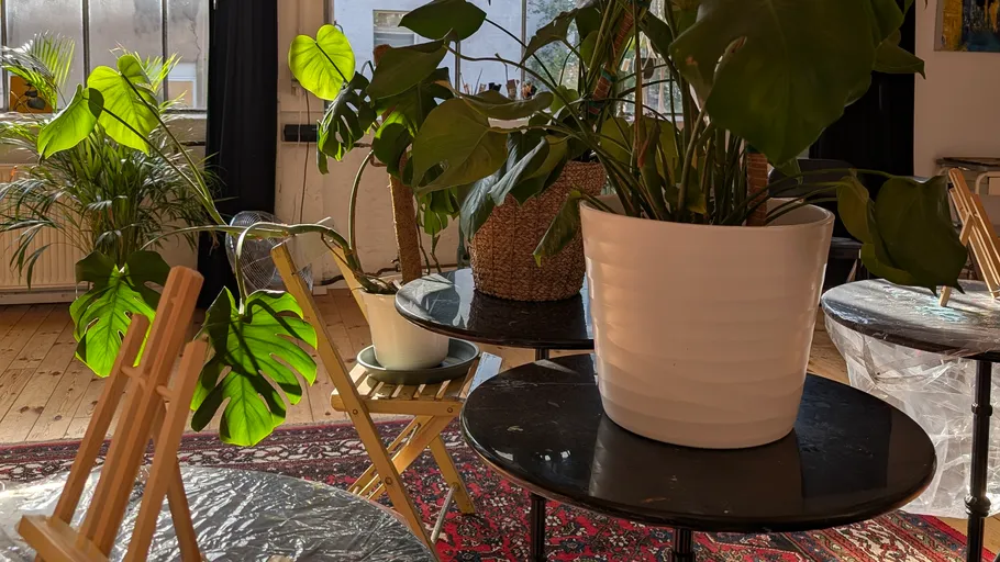 Indoor plants on tables in sunlit room.