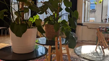 Potted plants on tables in bright room.
