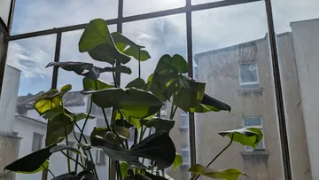 Pflanze mit großen Blättern am Fenster innen.