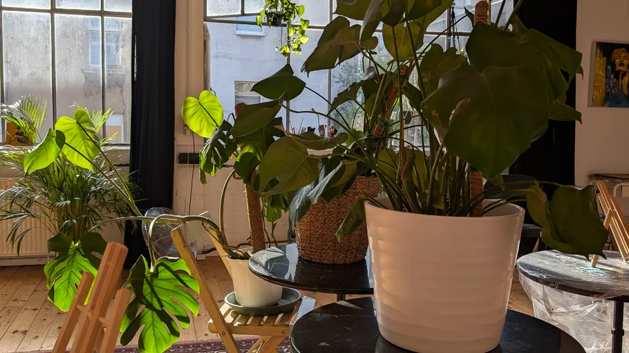 Sunlit potted plants in a cozy room.