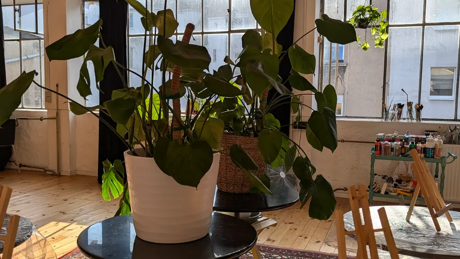Large plants on tables in bright studio.