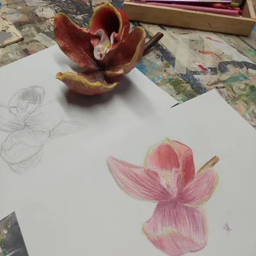 Red flower with sketches on messy desk.