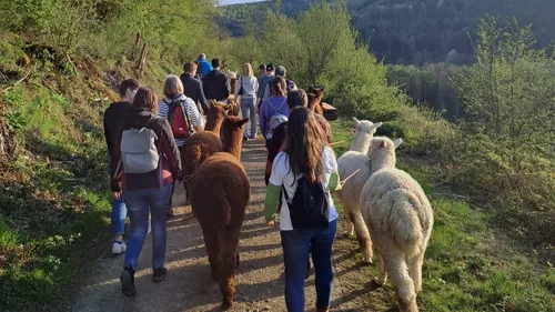 People walking with alpacas on a forest path.