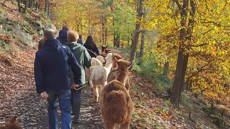 People walking llamas in an autumn forest.