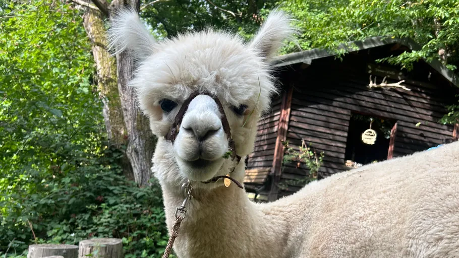 White alpaca standing in green forest area.