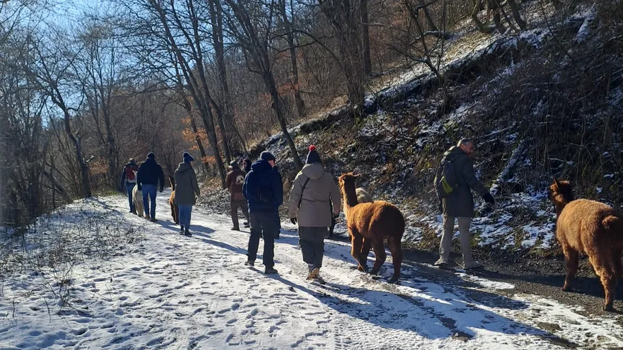 People walk with alpacas on snowy forest path.