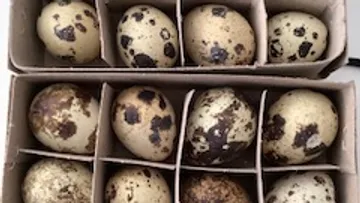 Quail eggs in cardboard cartons.