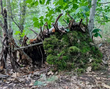 Moss-covered shelter structure in forest.