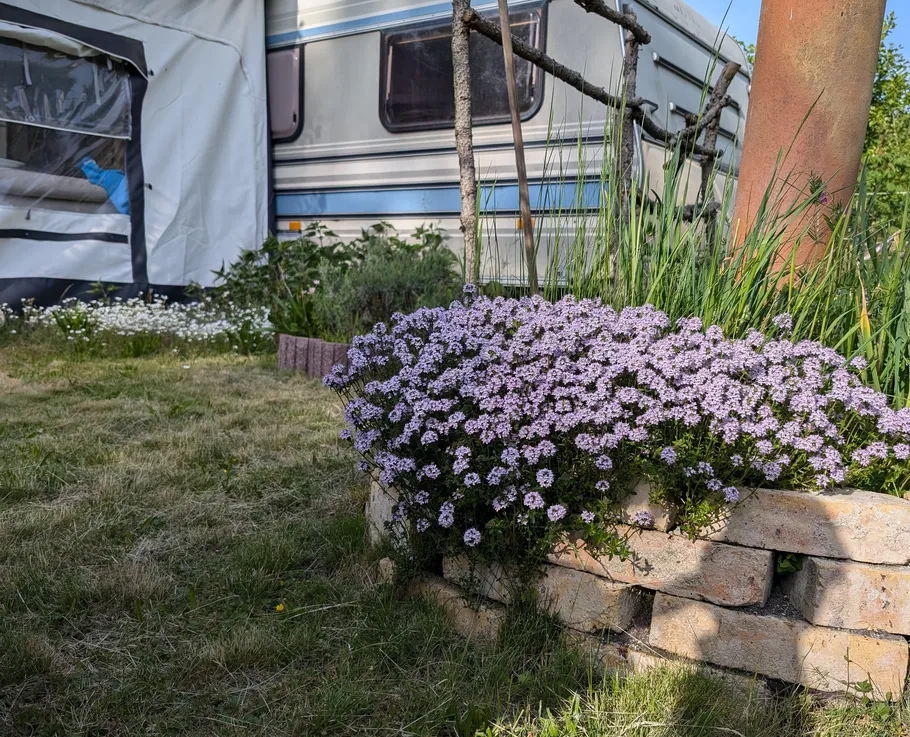 Lila Blumen blühen neben einem Wohnwagen.