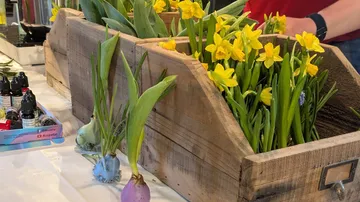 Yellow daffodils arranged in wooden containers.