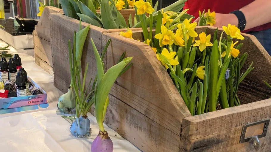 Gelbe Narzissen in Holzkisten arrangiert.