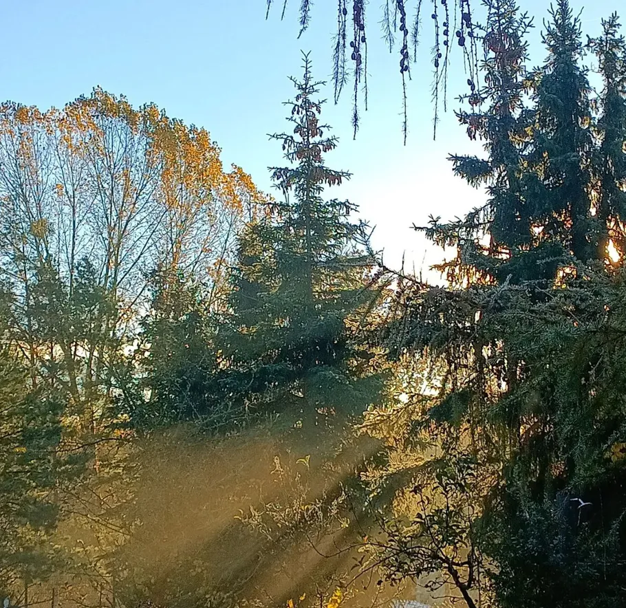 Sonnenlicht durchdringt Wald Bäume.