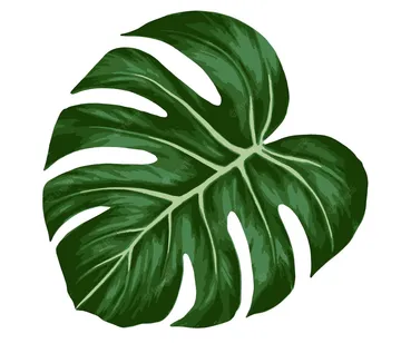 Monstera leaf illustration on white background.