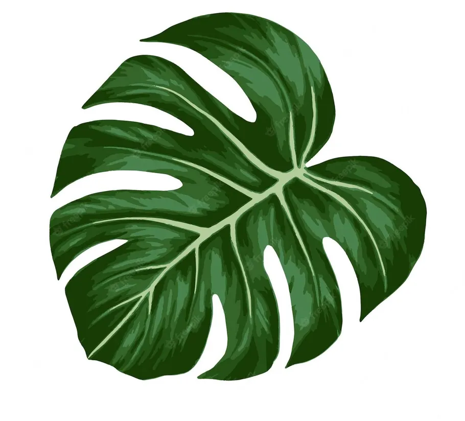 Monstera-Blatt-Illustration auf weißem Hintergrund.