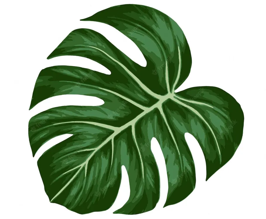 Monstera-Blatt-Illustration auf weißem Hintergrund.