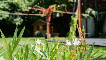 White flowers in a sunny garden landscape.