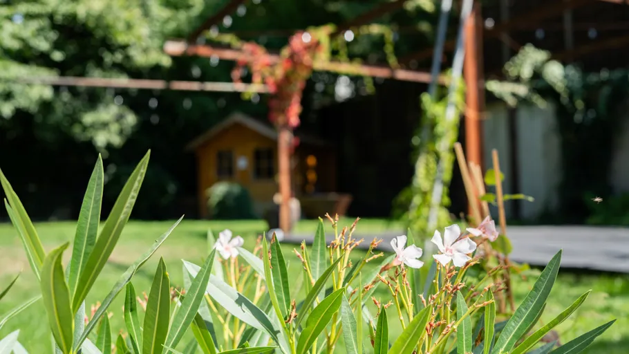 Weiße Blumen in sonniger Gartenlandschaft.
