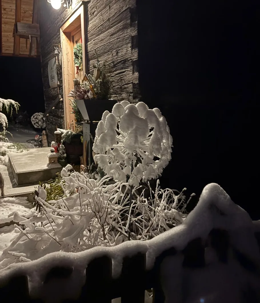 Snow-covered plants near wooden entrance at night.