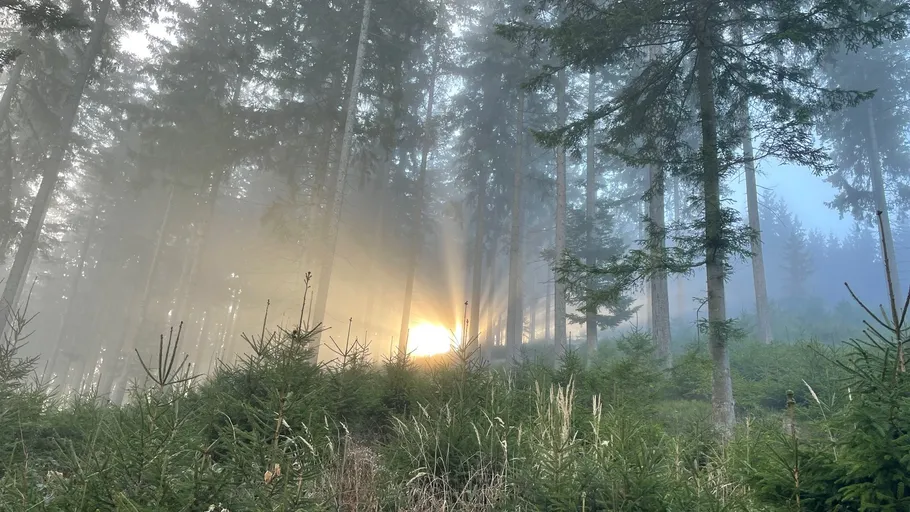 Sonnenlicht durchdringt neblige Wald Bäume.
