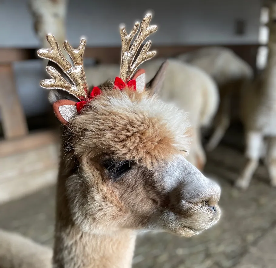 Alpaca wearing antler headband indoors.