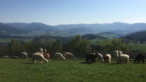 Alpacas grazing in a sunny mountainous landscape.