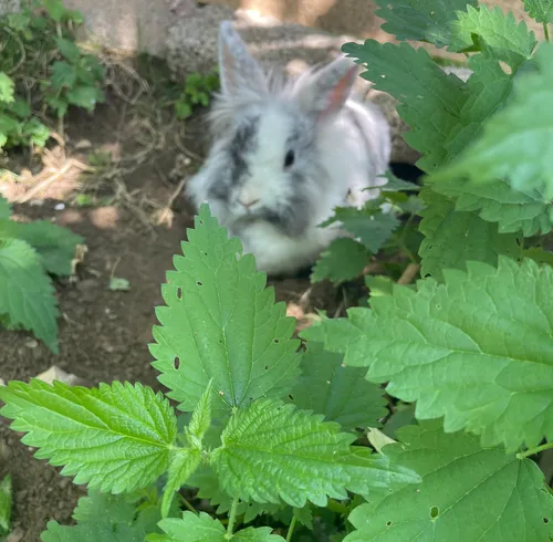 Kaninchen ruht hinter grünen Blättern im Freien.