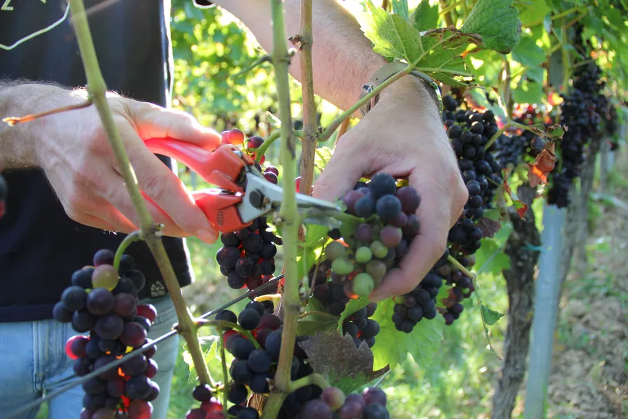 Hands cutting grapes in a vineyard.