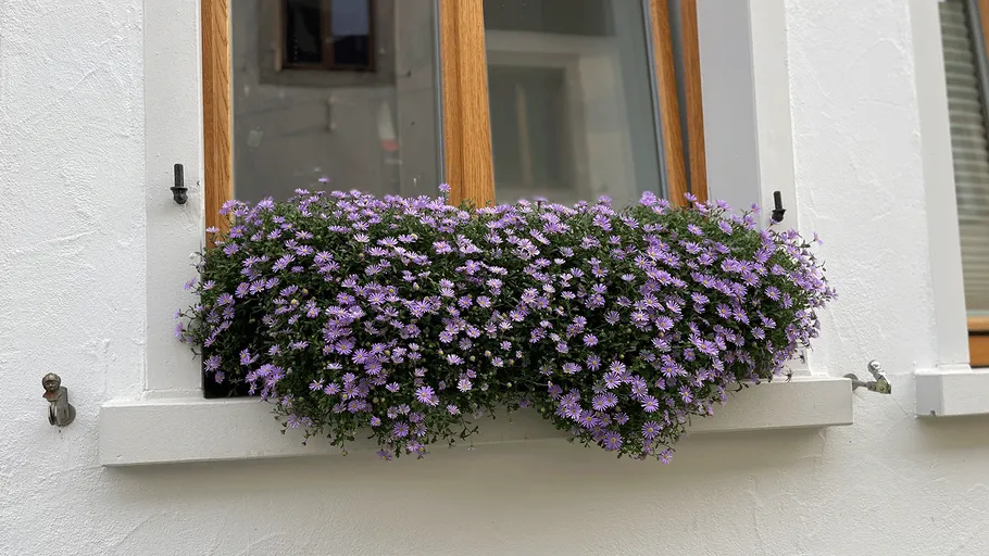 Lila Blumen blühen im Fensterkasten.