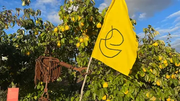 Yellow flag with symbol near quince trees.