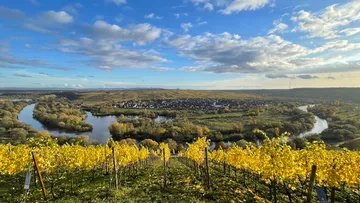 Weinberg mit gelben Reben, Fluss und fernem Dorf.