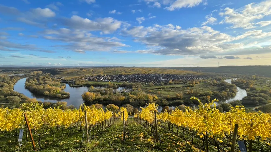 Vineyard with yellow vines, river, and distant village.