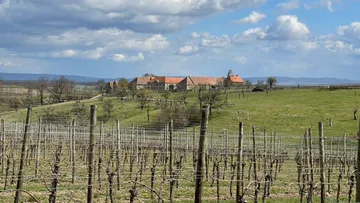 Weinberg mit Bauernhaus unter bewölktem Himmel.