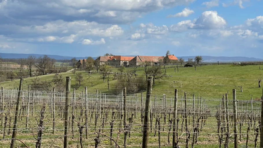 Vineyard with farmhouse under cloudy sky.
