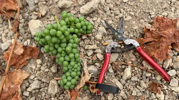 Green grapes and pruning shears on rocky ground.