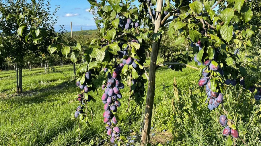 Pflaumenbaum mit reifen Früchten im Obstgarten.