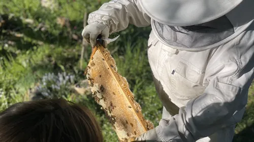 Beekeeper inspecting honeycomb outdoors.