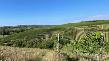 Weinrebenreihen erstrecken sich über hügelige Landschaft.